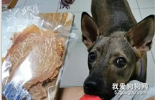 领养了一只田园犬后，铲屎官意外发现，它竟然会以物换物...​
