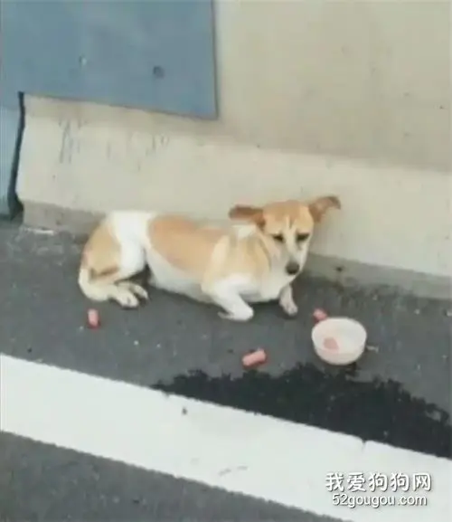 流浪狗被困高架桥，交警霸气拦截车流保护它