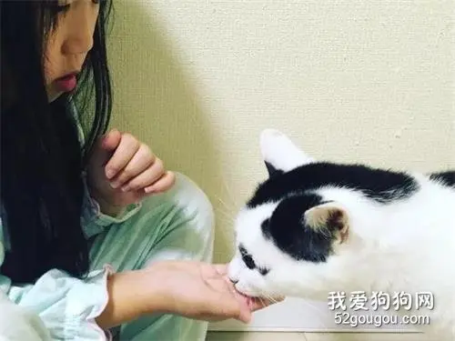 这猫因为长得太丑，在网络意外走红，还拯救了不少流浪猫！