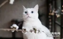 猫的听力比狗好吗?