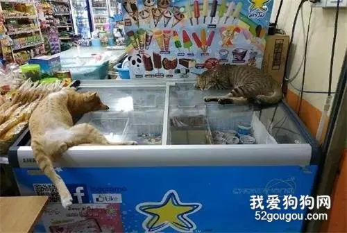 狗子礼貌排队，安静地等“风扇先生”吃饭超市里两只猫正在呼呼大睡，一只很正常，另一只却…