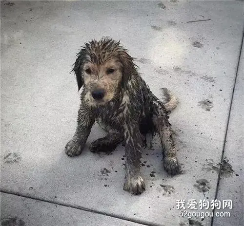金毛要是脑子短路犯起二来，哈士奇也得靠边站……