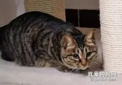 五大受欢迎的宠物猫品种