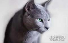 蓝猫的粘人程度你能接受吗？