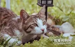 这些东西猫咪绝对不能吃