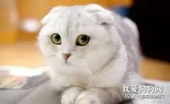 猫咪结膜炎和猫鼻支的区别