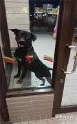 黑狗天天来便利店收保护费，店员却不敢生气，因为它的靠山不简单！
