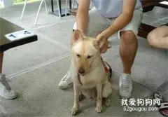 因为没有等到他，17岁狗狗竟选择离家出走，好扎心！