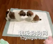 小狗亲了同伴一下，同伴瞬间仰头倒地，狗子：它有口臭！