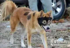 那些相貌奇特的动物们