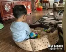 小狗窝直接被小主人霸占，它一脸委屈的在旁边看着：我太难了！