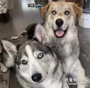 哈士奇和金毛的混血，简直帅得一批，太另类了！