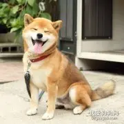 怎么让柴犬狗狗适应刷牙?