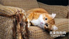 猫咪喜欢抓家里的家具怎么办？