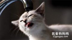 怎样让猫咪主动喝水?