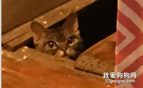 满屋子追咬主人的凶悍猫咪，突然有一天，做出这样的举动…