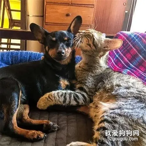 狗狗出门尿尿被流浪猫打劫，之后却上瘾天天去找它，直到一场暴雨...