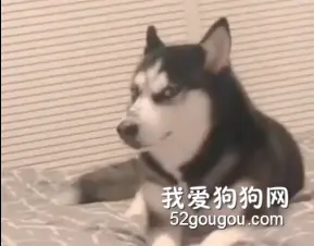 狗子发现捡屎官脸色不对之后……