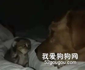 被小奶猫欺负也一声不吭，金毛也太温柔了吧！