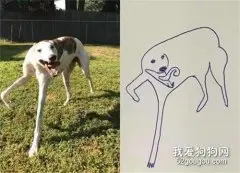 网友突然想画自家的狗狗，就是这成品，让人不忍直视！