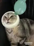 网友一大早就被猫吵醒，睁眼差点笑背过去…