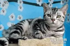 美短猫咪性格怎样?