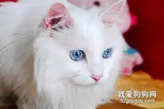 安哥拉猫和狮子猫区别是什么