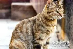 中国狸花猫的性格怎么样?