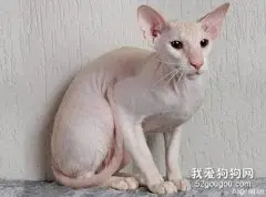 波米拉猫性格怎样?