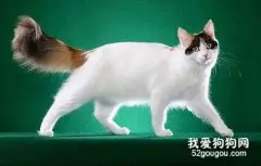 土耳其梵猫和土猫区别是什么?