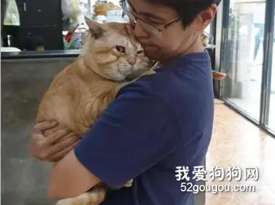 猫被别人嘲笑太胖，它就生气了，非得这样让爸爸抱着，充满委屈！