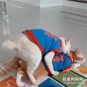 把猫寄养在老妈家里，没过多久发来这些照片，直接笑到头秃！ 可爱萌宠圈  今天