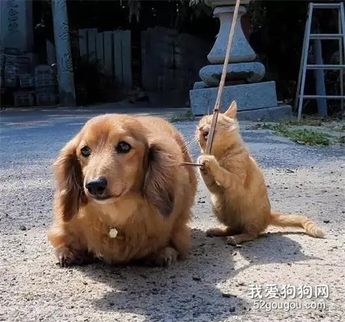 遛狗时狗砸被一只橘猫给看上了：离开人类，窝偷小鱼干养你！