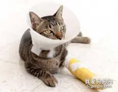 猫咪骨折怎么办？