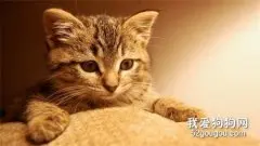 猫瘟怎么传染 猫瘟传染途径