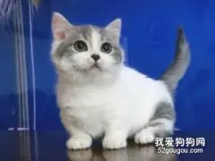 如何挑选曼基康猫?