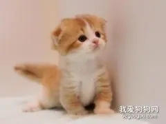 曼基康猫性格怎么样?