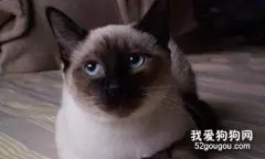 暹罗猫如何看品相?