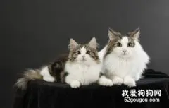 挪威森林猫怎么看品相?