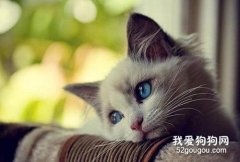 猫咪得了忧郁症怎么办?