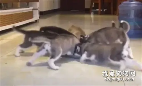哈士奇生了一窝宝宝，主人不忍送人自己养，没想到一顿饭就崩溃了！