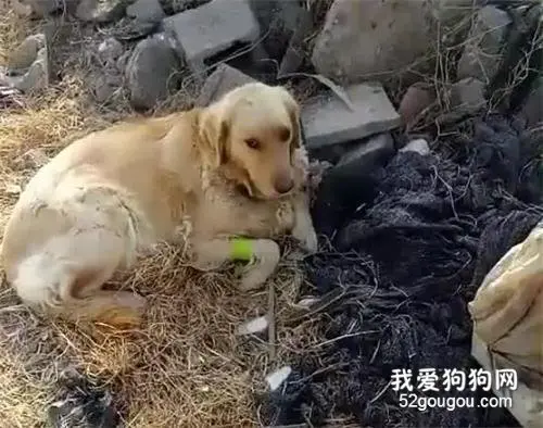 肝衰竭的大金毛偷偷离家出走，主人急的到处找，再见时直接泪目！