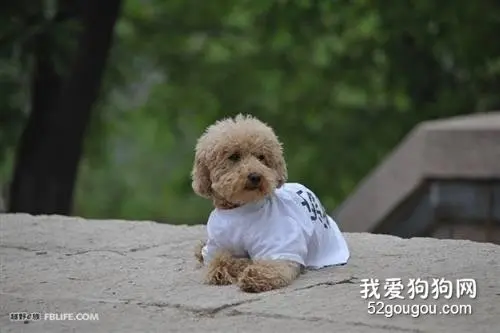 “我把男朋友的狗送走了，很过分吗？”