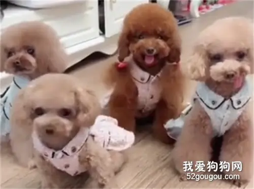 四只小泰迪，谁最漂亮呢？