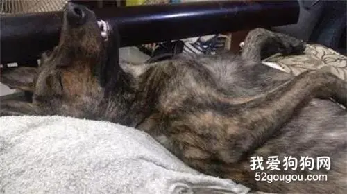 狗子跟朋友一起去聚会，回来马上就躺在沙发睡觉，主人笑喷：喝很多吗？
