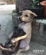 它习惯保护弟弟，被领养后，它们还是保持这个姿势...