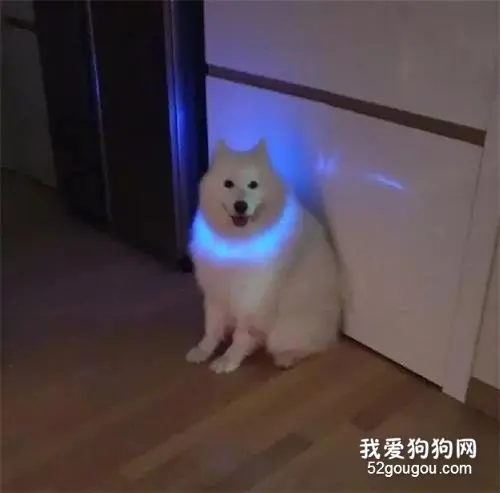 给萨摩耶买了个发光项圈，可戴上的效果却跟想象的不太一样！