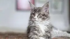 褴褛猫和布偶猫的区别