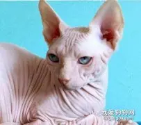 斯芬克斯猫怎么挑选