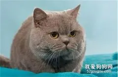 卡尔特猫与蓝猫区别